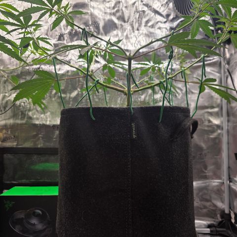 Blueberry Pancakes #1 growlog timeline photo