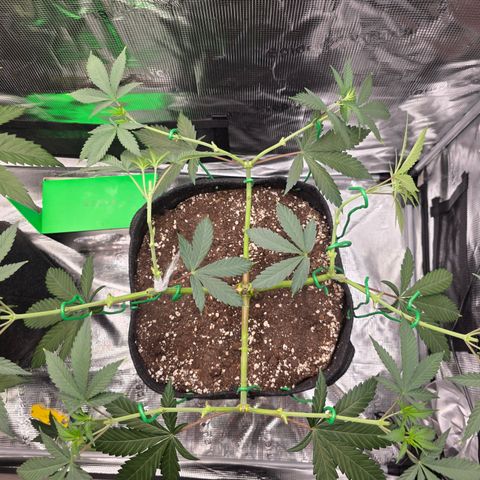 Blueberry Pancakes #1 growlog timeline photo