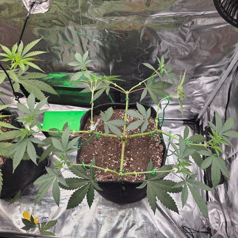 Blueberry Pancakes #1 growlog timeline photo
