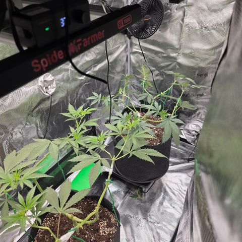 Blueberry Pancakes #2 growlog timeline photo