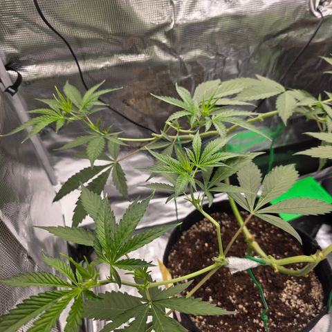 Blueberry Pancakes #2 growlog timeline photo