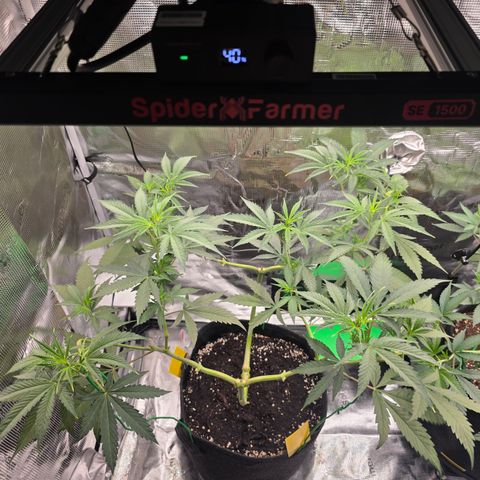 Blueberry Pancakes #2 growlog timeline photo