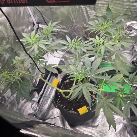 Blueberry Pancakes #2 growlog timeline photo