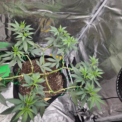 Blueberry Pancakes #1 growlog timeline photo