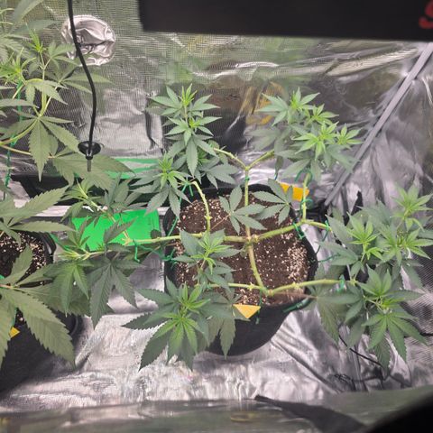 Blueberry Pancakes #1 growlog timeline photo