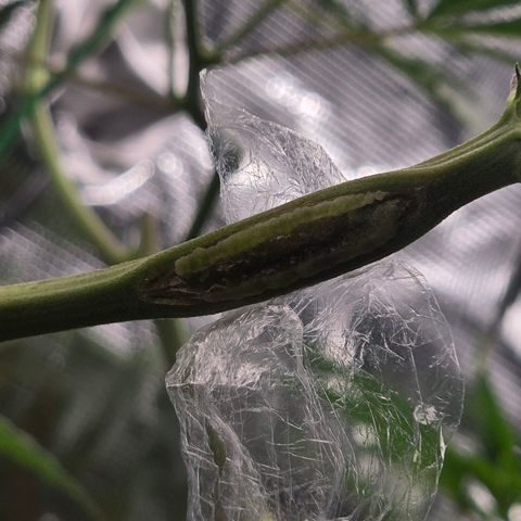 Blueberry Pancakes #2 growlog photo: Update 5 Tage nach Not-OP