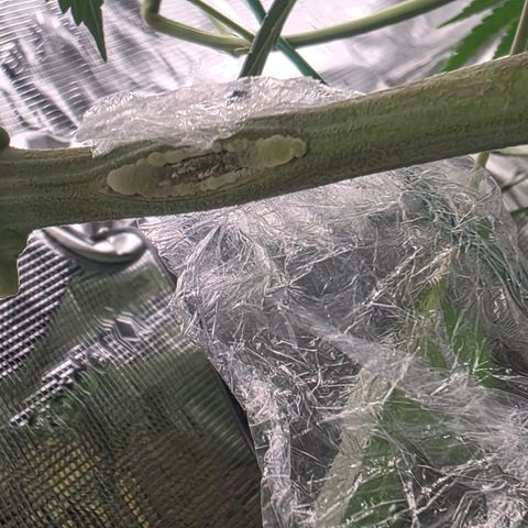 Blueberry Pancakes #2 growlog photo: Update 5 Tage nach Not-OP