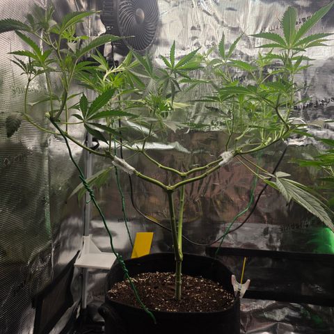 Blueberry Pancakes #2 growlog photo: Update 8 Tage nach Not-OP