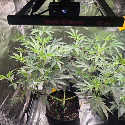Blueberry Pancakes #2 growlog timeline photo
