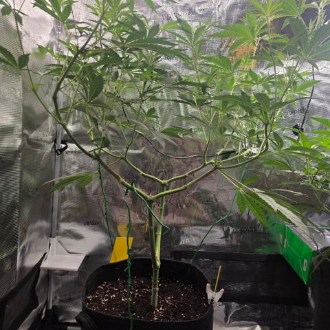 Blueberry Pancakes #2 growlog timeline photo