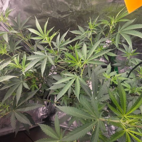 Blueberry Pancakes #2 growlog timeline photo