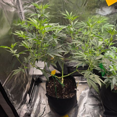 Blueberry Pancakes #2 growlog timeline photo