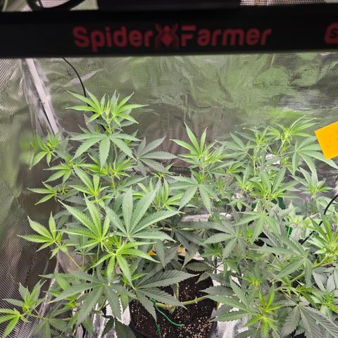 Blueberry Pancakes #2 growlog timeline photo