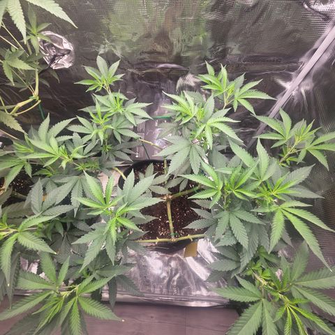 Blueberry Pancakes #1 growlog timeline photo