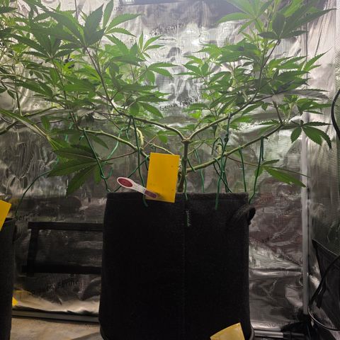 Blueberry Pancakes #1 growlog timeline photo