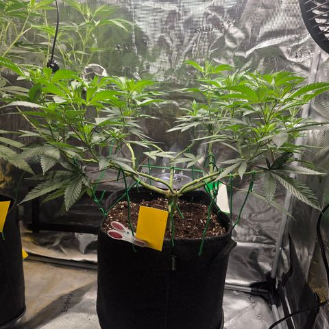 Blueberry Pancakes #1 growlog timeline photo