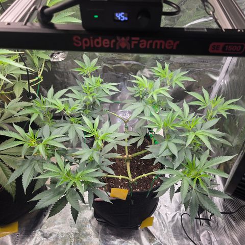 Blueberry Pancakes #1 growlog timeline photo