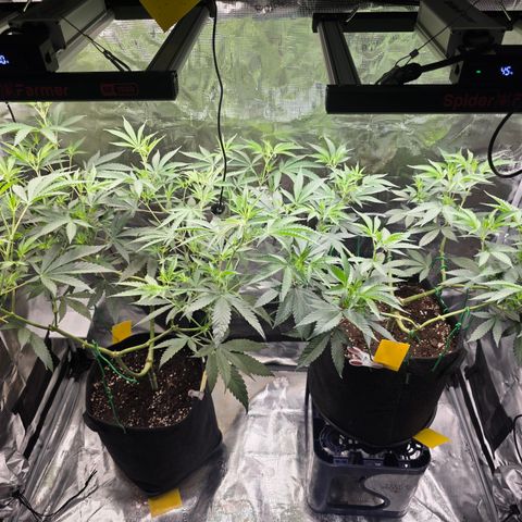 Blueberry Pancakes #1 growlog timeline photo