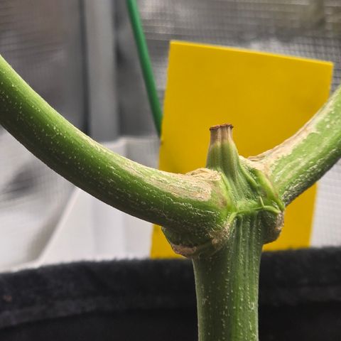 Blueberry Pancakes #2 growlog timeline photo