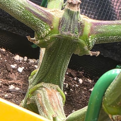Blueberry Pancakes #1 growlog timeline photo
