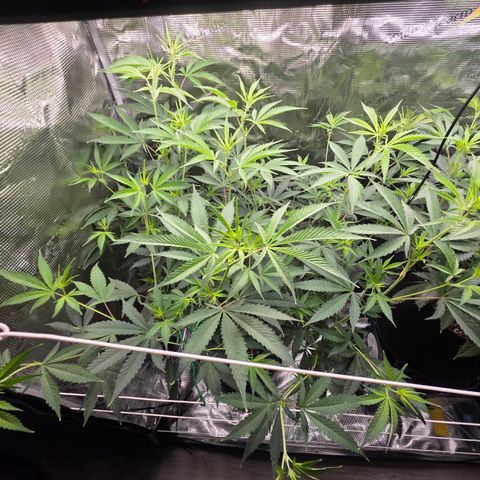 Blueberry Pancakes #2 growlog timeline photo