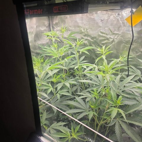 Blueberry Pancakes #2 growlog timeline photo