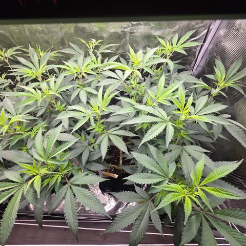 Blueberry Pancakes #1 growlog timeline photo