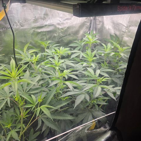 Blueberry Pancakes #1 growlog timeline photo