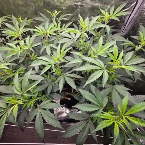 Blueberry Pancakes #1 growlog timeline photo