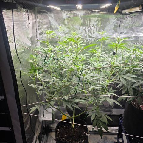 Blueberry Pancakes #2 growlog timeline photo