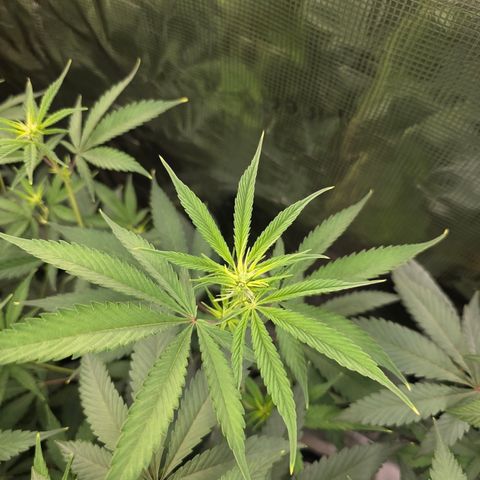 Blueberry Pancakes #2 growlog timeline photo