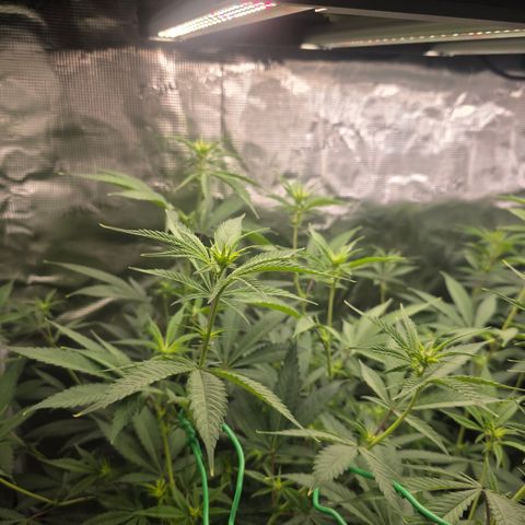 Blueberry Pancakes #2 growlog timeline photo