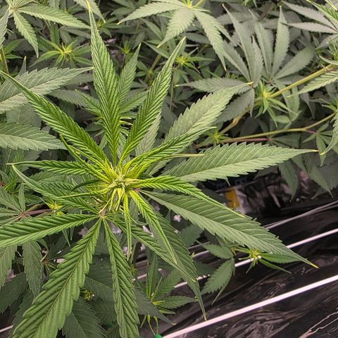 Blueberry Pancakes #2 growlog timeline photo