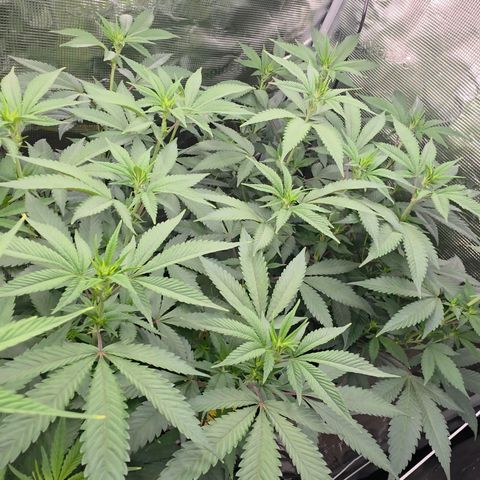 Blueberry Pancakes #1 growlog timeline photo