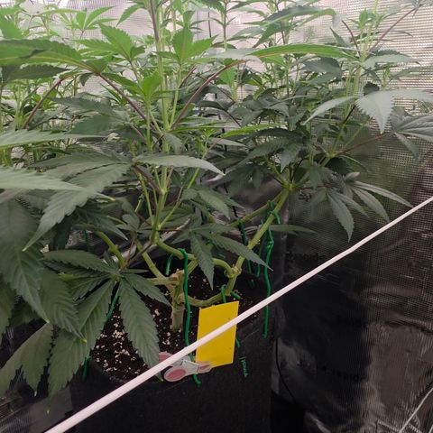 Blueberry Pancakes #1 growlog timeline photo