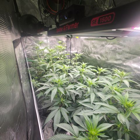Blueberry Pancakes #1 growlog timeline photo
