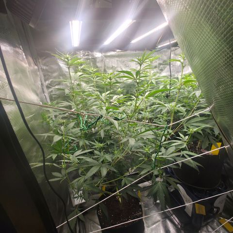 Blueberry Pancakes #2 growlog timeline photo