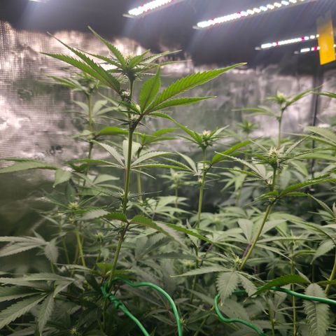 Blueberry Pancakes #2 growlog timeline photo