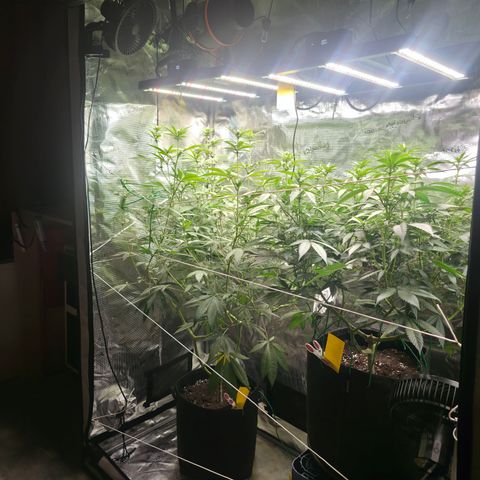 Blueberry Pancakes #1 growlog timeline photo