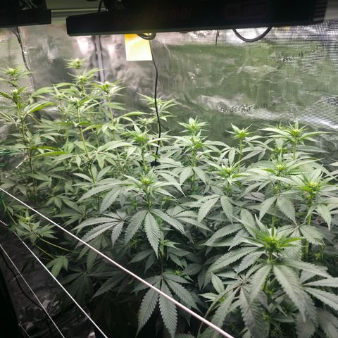 Blueberry Pancakes #1 growlog timeline photo