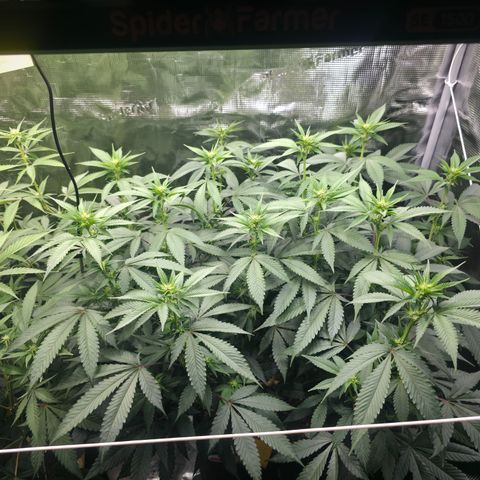 Blueberry Pancakes #1 growlog timeline photo