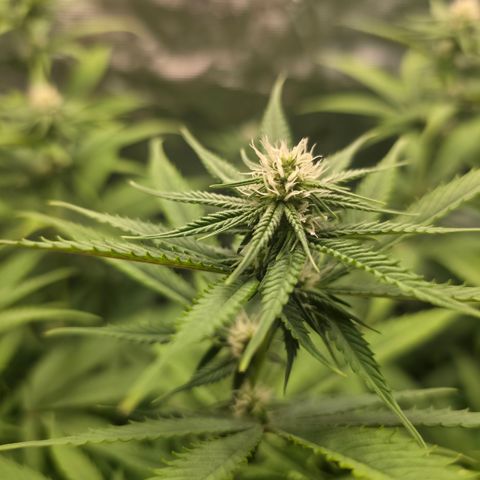 Blueberry Pancakes #2 growlog timeline photo