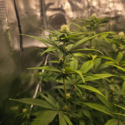 Blueberry Pancakes #2 growlog timeline photo