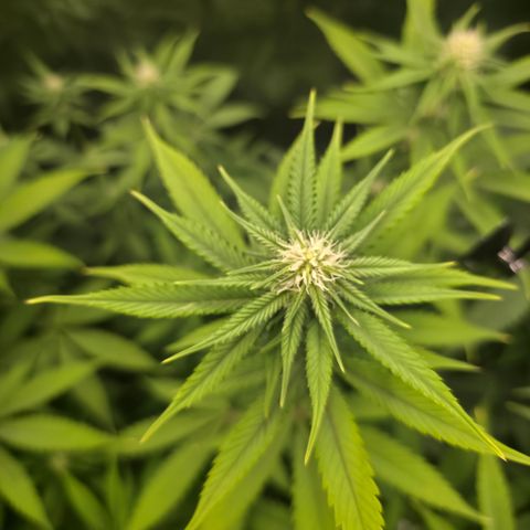Blueberry Pancakes #2 growlog timeline photo