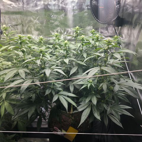 Blueberry Pancakes #1 growlog timeline photo