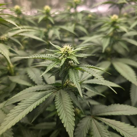Blueberry Pancakes #1 growlog timeline photo
