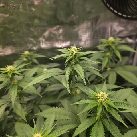 Blueberry Pancakes #1 growlog timeline photo