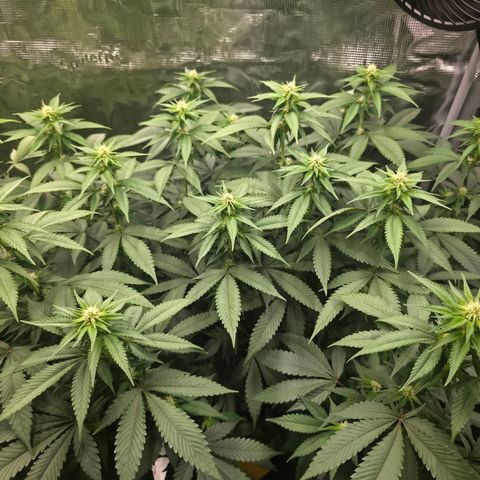 Blueberry Pancakes #1 growlog timeline photo