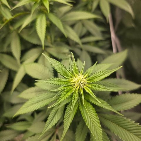 Blueberry Pancakes #1 growlog timeline photo