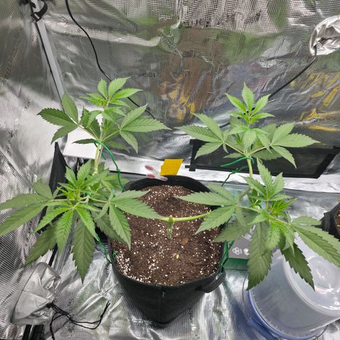 Blueberry Pancakes #1 growlog timeline photo